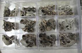 Owl Pellet Dissection