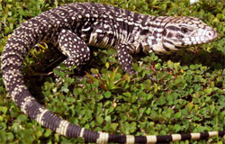 Nonnative Reptiles in South Florida