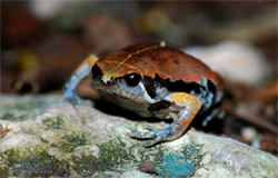 Reptiles and Amphibians of Lamanai