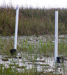 PVC pipes with crayfish trap attached