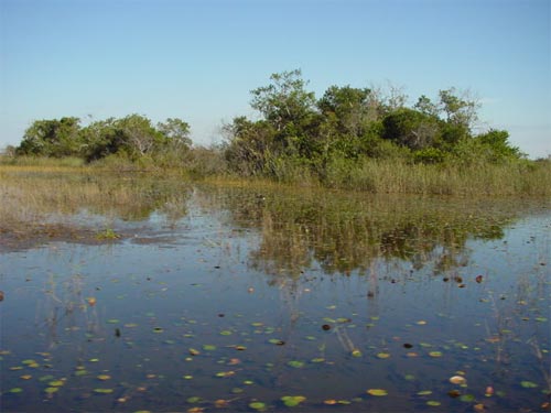 Tree Islands