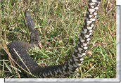Florida Tree Snake
