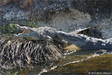 Male and female crocodile at Turkey Point