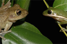 Cuban and Green tree frogs
