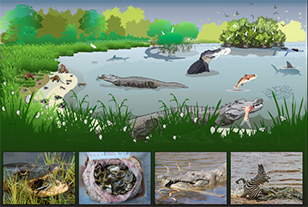Role of crocodylians