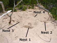 Nest Site