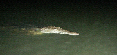 Female Crocodile