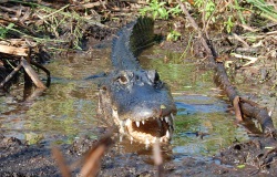 Alligator Long-Term Monitoring