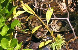 Burmese Pythons in South Florida