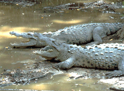 Crocodiles