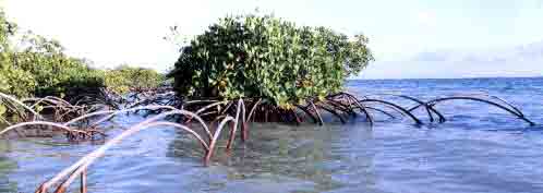 Mangrove