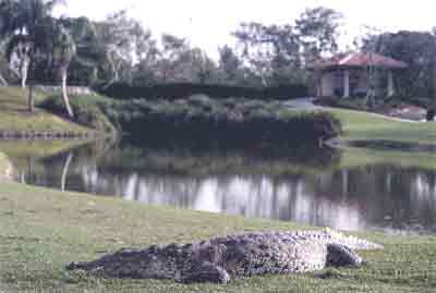 Crocodilii