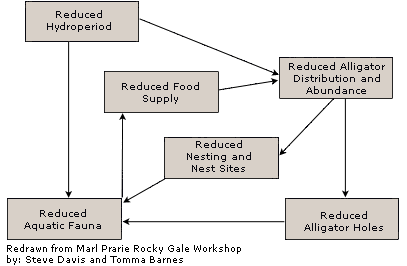 Hydroperiod Flow