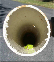 Frog in PVC Pipe
