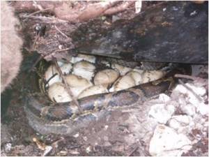 Python Nest