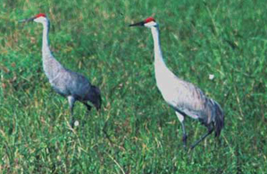 Sandhill cranes