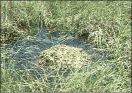 Alligator Hole