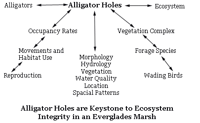 Alligator Holes Diagram