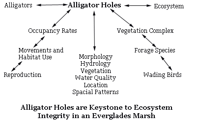 American Alligator Field Guide Poster: A Keystone Species of 