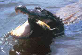 Alligator