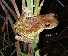 Cuban treefrog