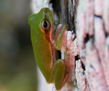 Squirrel treefrog