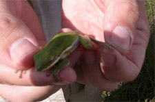 Green Treefrog Captured in a PVC Pipe