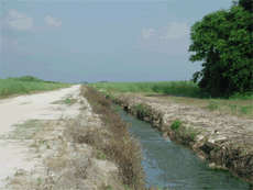A ditch along a sugar cane field