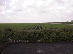 A young sugar cane field