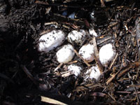 Alligator nest