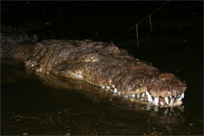 Turkey Point crocodile