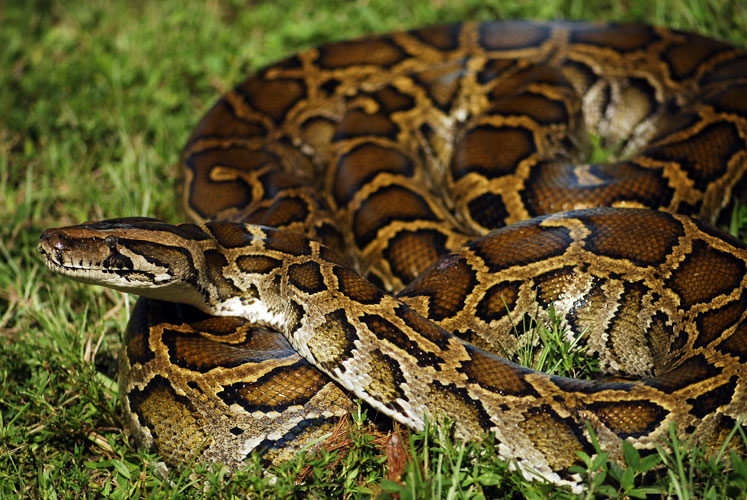 How Can the Burmese Python Be Controlled?