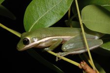 Green tree frog