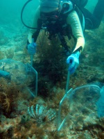 lionfish removal