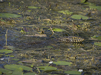 Nile monitor in canal