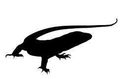 Anole-Sized Lizard