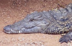 Native and Nonnative Crocodilians of Florida
